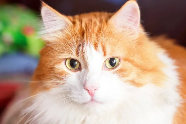 Портрет червоної кішки — стокове фото