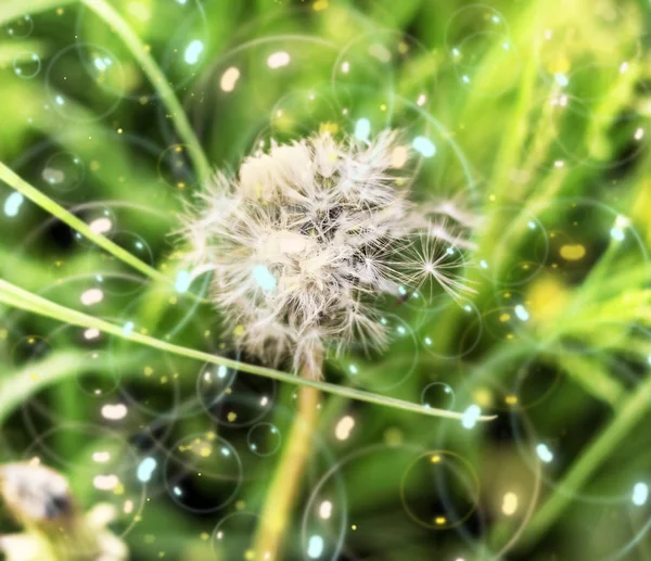 Dandelion and bubbles — Stock Photo, Image