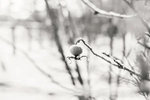 Rosa mosqueta de bayas en invierno en sepia — Foto de Stock