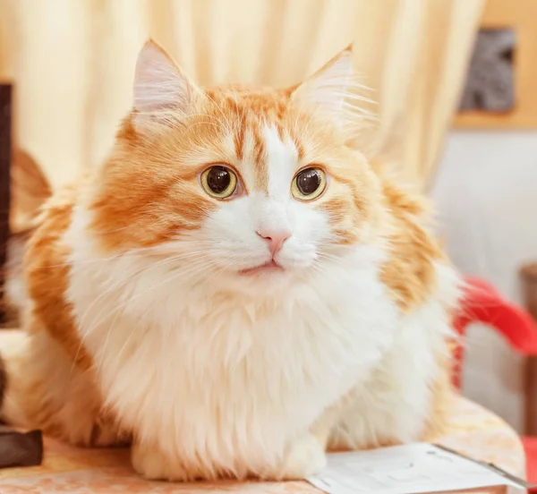 Gato vermelho adulto — Fotografia de Stock