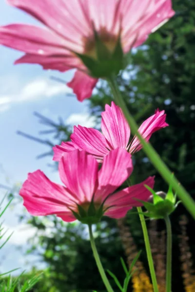 Jardim Beleza Flores Rosa Manhã Verão Ensolarada — Fotografia de Stock