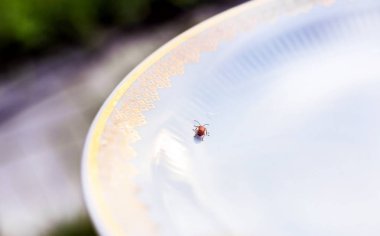 Hata Beyaz plaka üzerinde sürünür