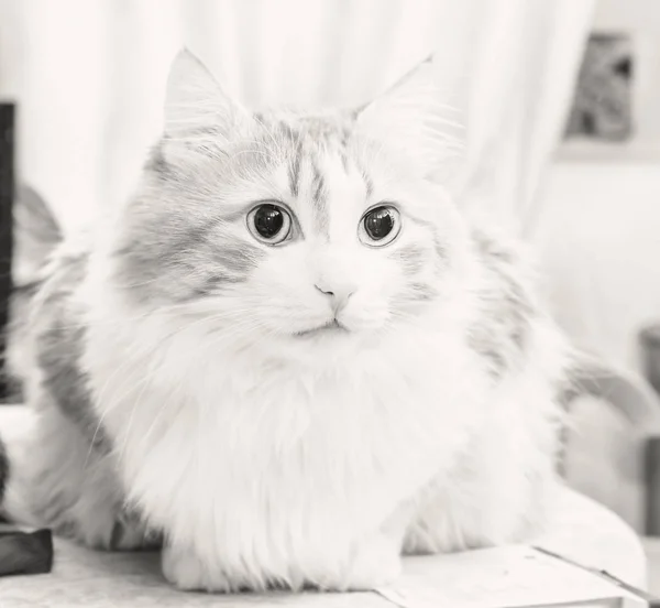 Siyah beyaz yetişkin kedi — Stok fotoğraf
