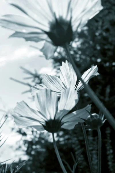 Trädgård blommor i svart och vitt — Stockfoto