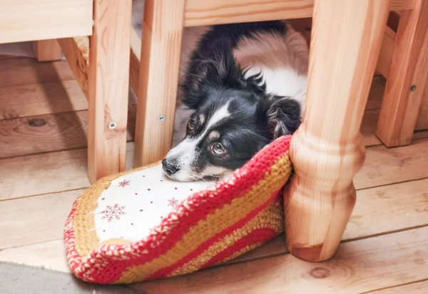 Triste perro mascota debajo de la mesa —  Fotos de Stock