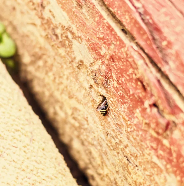 Wasp in gat — Stockfoto