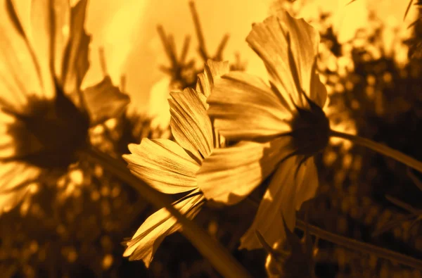 Kerti virágok arany fényben — Stock Fotó