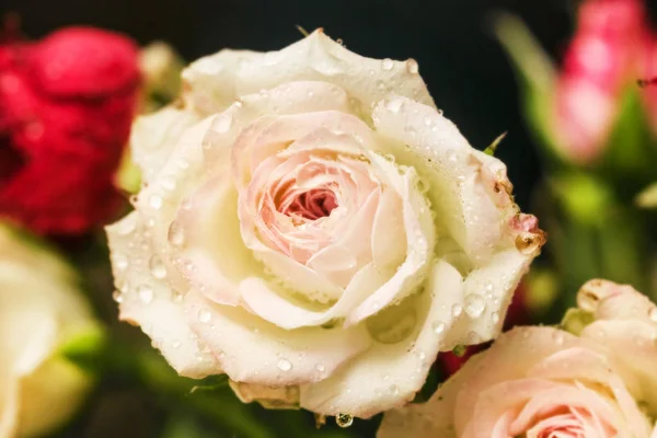 Delicate rose met waterdruppels — Stockfoto