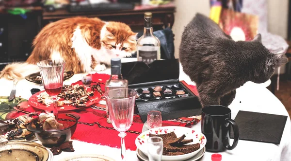 Dos gatos en realmente desorden en la mesa — Foto de Stock