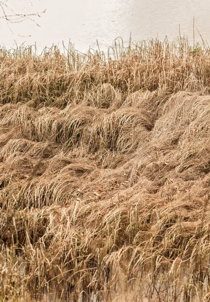 Trockenes Gras im Winter — Stockfoto