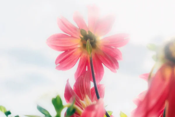 Bulanıklık içinde kırmızı yıldız çiçeği — Stok fotoğraf