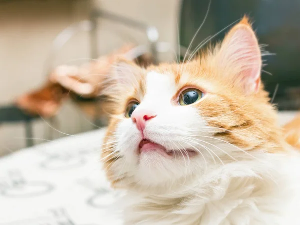 Портрет мечтательной кошки — стоковое фото