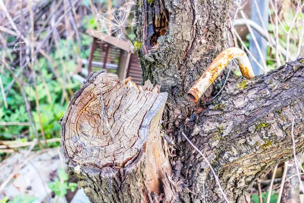 Old dry tree — Stock Photo, Image