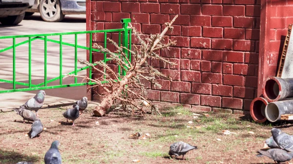 Pomul de Crăciun uscat la gunoiul de primăvară — Fotografie, imagine de stoc