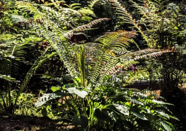 Eski mezarlık içinde yemyeşil eğrelti otları