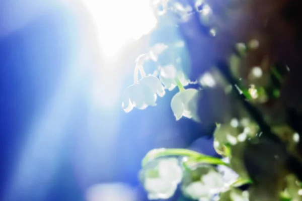 Blommor liljekonvaljer i solljus — Stockfoto