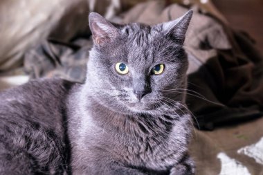 Gri kedi kamera görünüyor