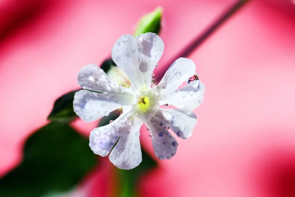 Bílý květ na červeném pozadí — Stock fotografie