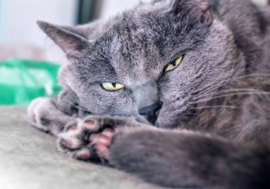 Gri kedi yarı uykulu