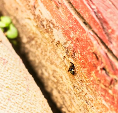 Ahşap deliğe çizgili yaban arısı