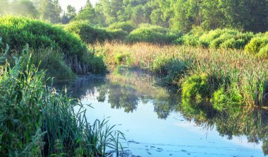 Nehir sabahı güneşli yaz