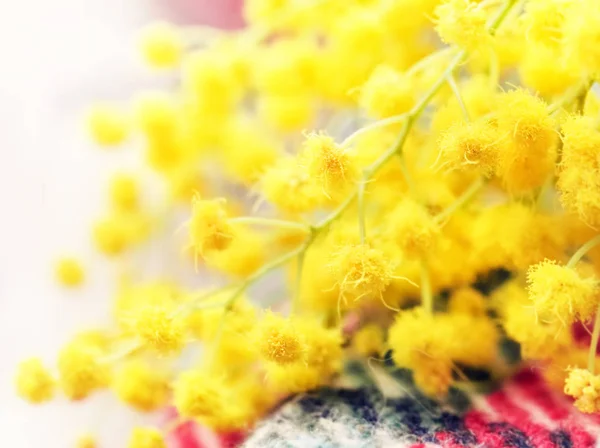 Pěkné květy mimosa — Stock fotografie
