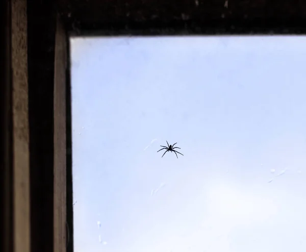 Spider in venster — Stockfoto