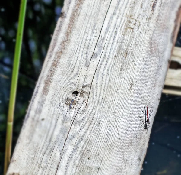 Libelle op houten plank — Stockfoto