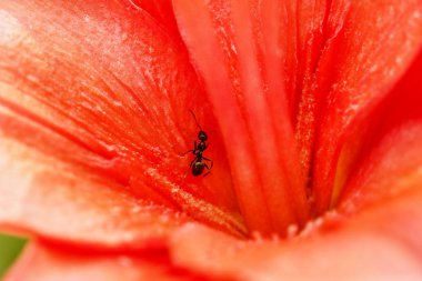 Karıncalar turuncu lily