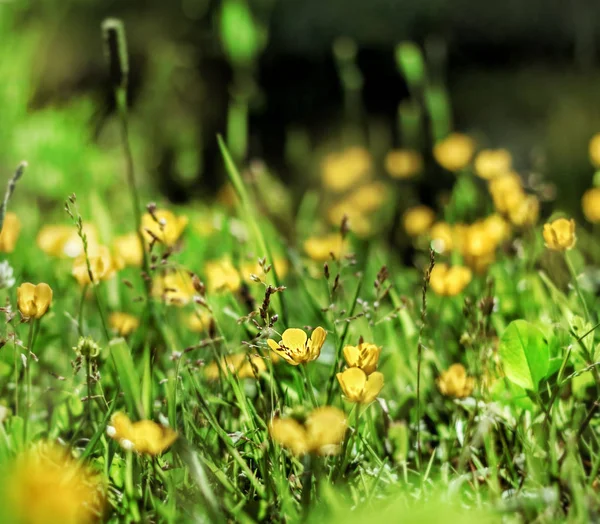 Sárga buttercups, a napsütötte fű — Stock Fotó