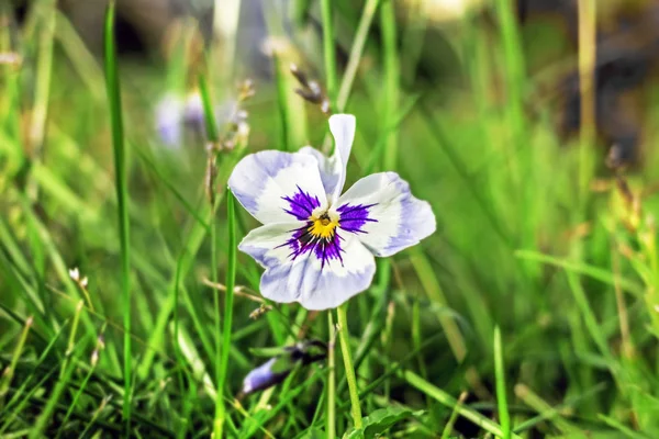 Grande flor pansy —  Fotos de Stock