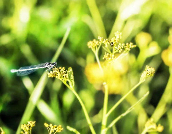 Libélula em flor — Fotografia de Stock