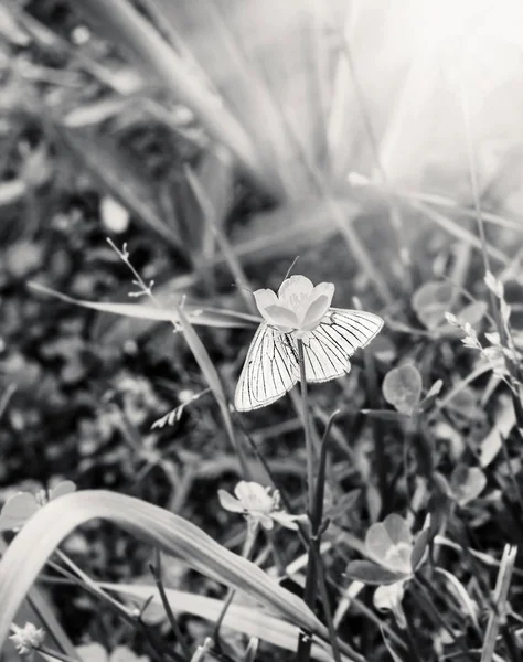 Papillon blanc tendre se cachant sur la fleur — Photo