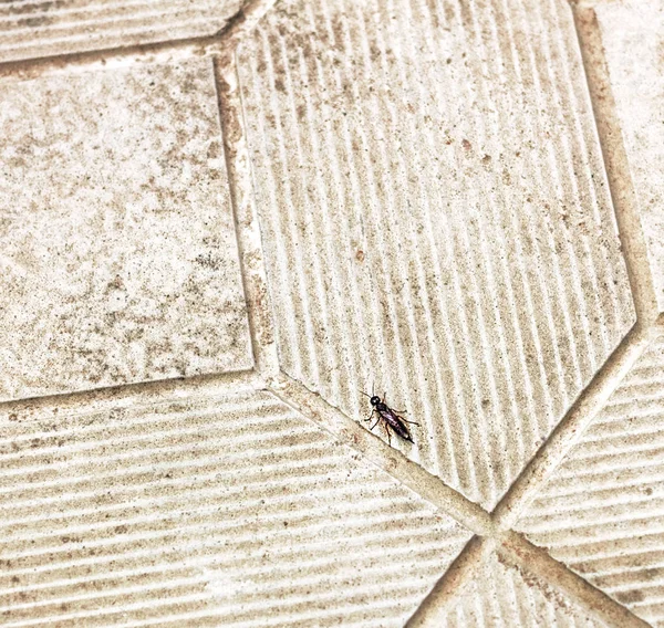Piccolo bug in pista — Foto Stock