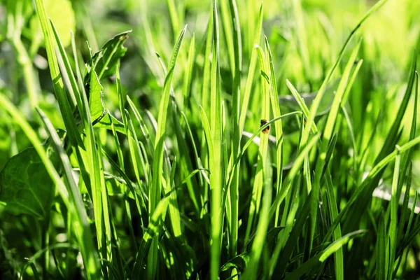 Jeune herbe verte — Photo