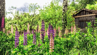 Lupinus ile terk edilmiş Bahçe