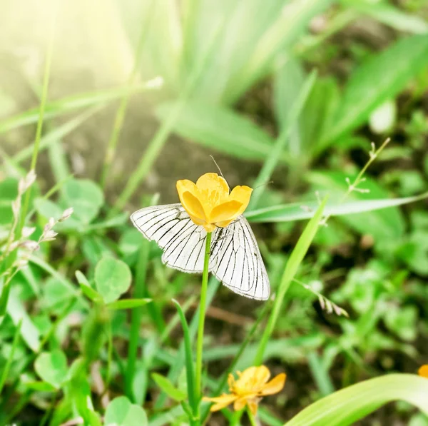 Mariposa blanca en flor de verano — Foto de Stock