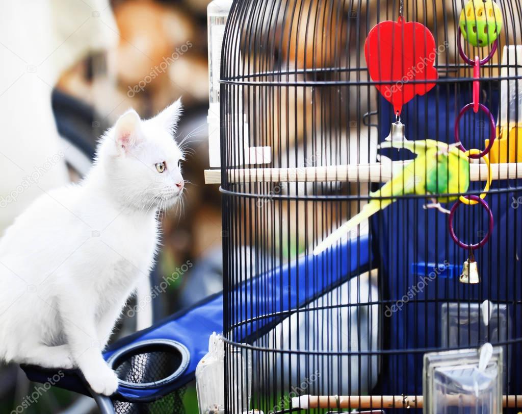 Cat about bird in cage