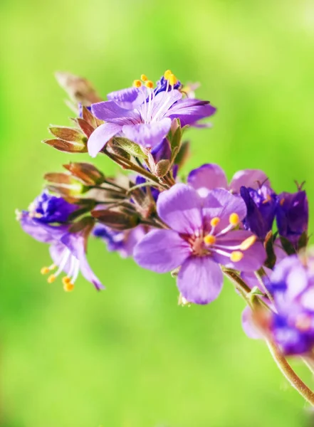 Фиолетовые цветы на зеленом фоне — стоковое фото