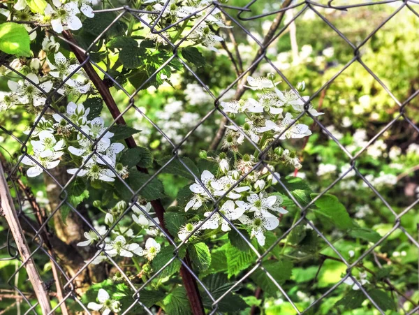 Bílý kvetoucí ostružiny — Stock fotografie