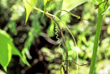 Bahar yabani üzüm yaprakları