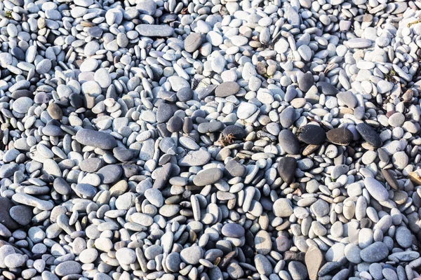 Grey sea pebbles — Stock Photo, Image