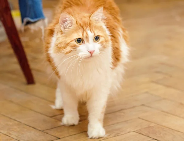 Gato rojo está en tensión —  Fotos de Stock