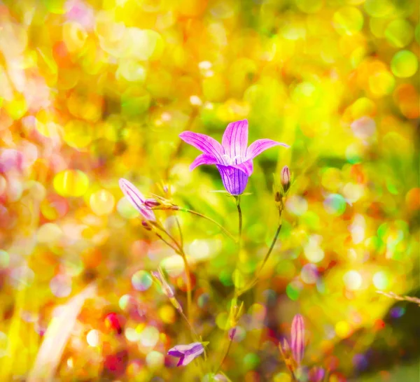 Bluebell blomma i rainbow bokeh — Stockfoto