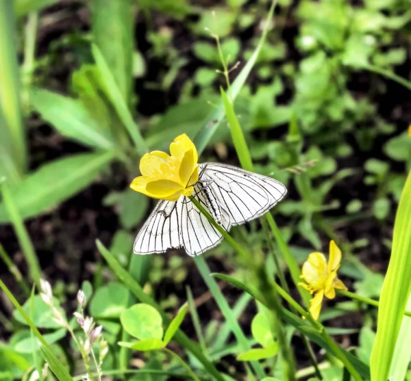 Farfalla bianca che si nasconde su fiore giallo — Foto Stock