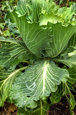 Lahana yaprakları kafasına