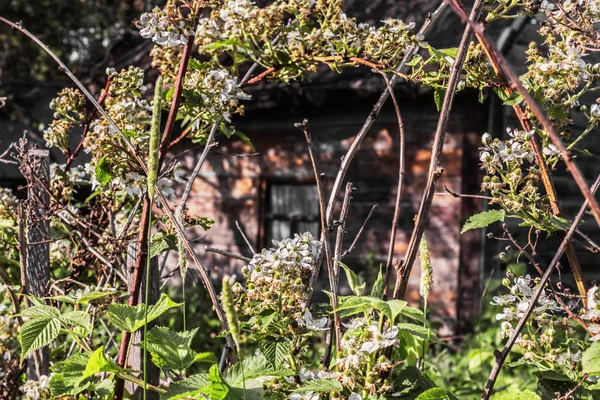 Eski evde şirin çiçeği 