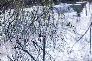 Soğuk kaynak suyu nehir