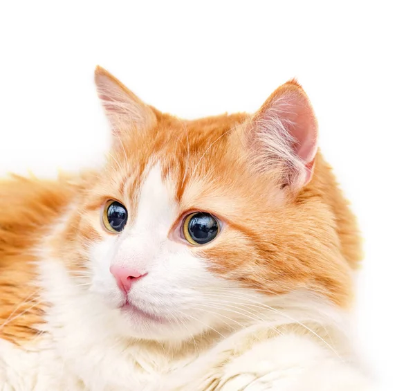 Retrato de gato vermelho no fundo branco — Fotografia de Stock