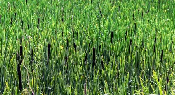 Green reeds area — Stock Photo, Image